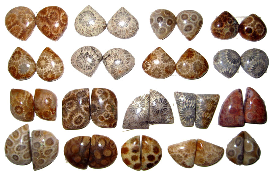 Fossil coral cabochons